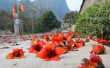 Ngắm hoa gạo nở rực góc trời